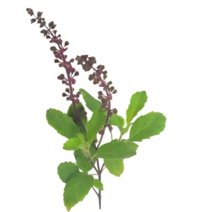 Health Benefits of Tulsi